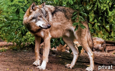 Muffelwild in Existenzgefahr
