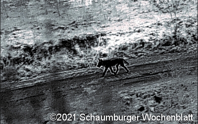 Jetzt steht es fest: Der Wolf ist da!