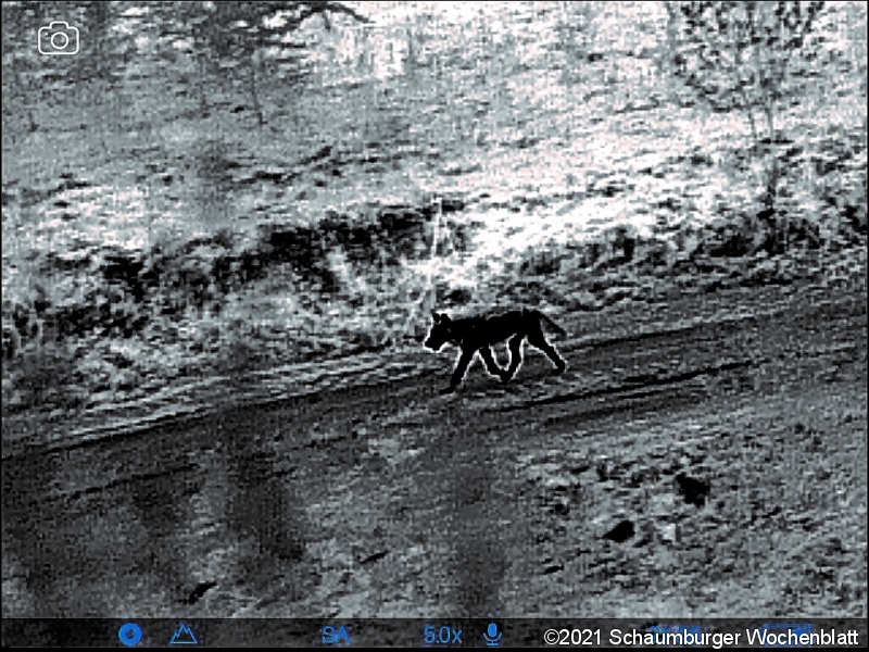 (Wärmebild) Wolfssichtung in Möllenbeck! Für Landwirte, Spaziergänger mit Hunden und Autofahrer heißt das: 