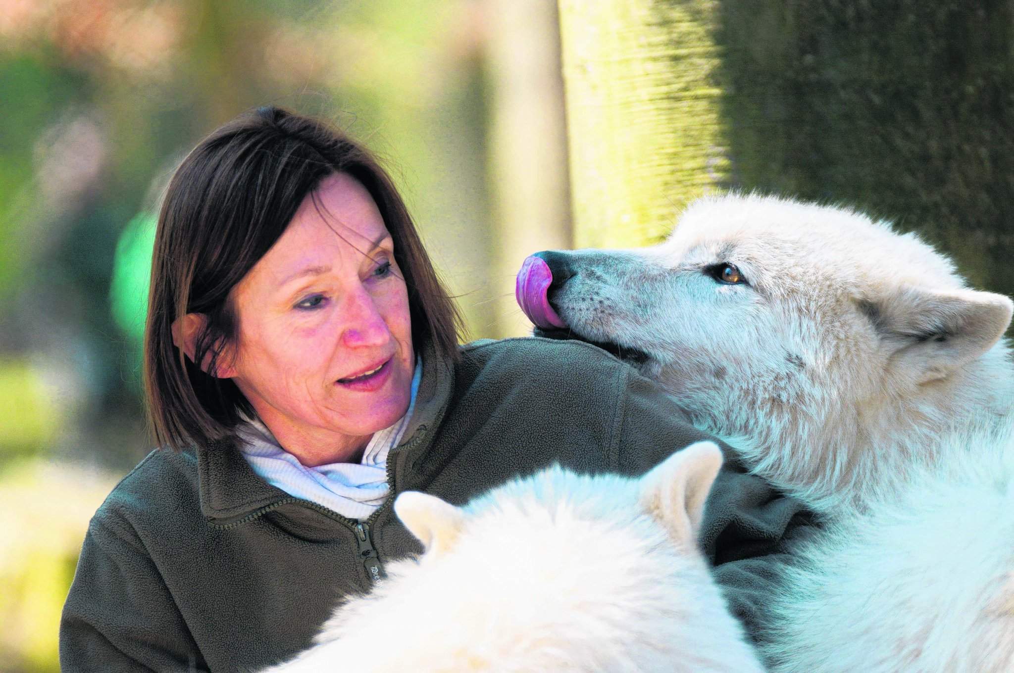 Schaumburger Wochenblatt Wisentgehege Auf Die Wolfe Fertig Los Ein Kurzbesuch Im Gehege Der Timberwolfe Wird Ausgelost Buntes Programm Fur Gross Und Klein