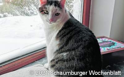 Wo ist 
Kater Max?