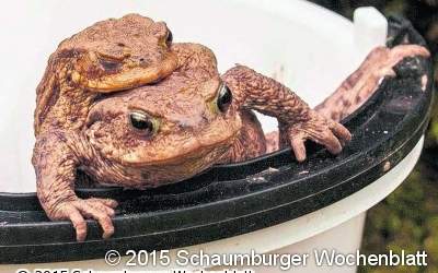 Sieben Wochen Krötenwanderung