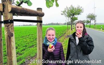 Neue Apfelbäume
