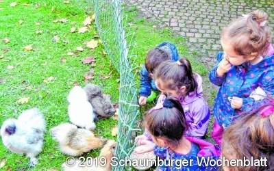 Spannung mit Johnny, Goldi und Co.