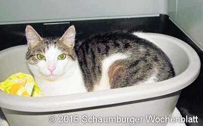 Zwei Körbe voll Katzenleid