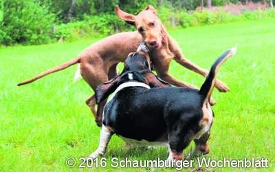 Ein Spielplatz für Hunde in der Loccumer Heide