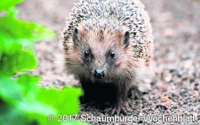Wichtige Tipps zum Osterfeuer