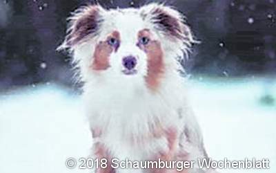 Mögliche Sichtung der entlaufenen Hündin