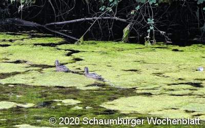 Wenn Vögel auf Wasser spazieren