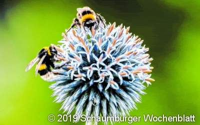 Dramatisches Insektensterben