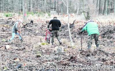 Aufforsten im Schaumburger Wald