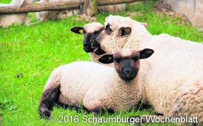 Die Wolle muss ab