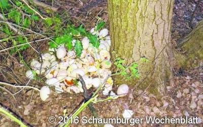 Gänseeier aus Nestern gestohlen und zerstört