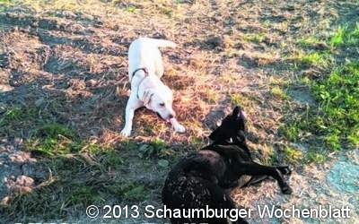 Campingplatz soll Hundefreilauf werden