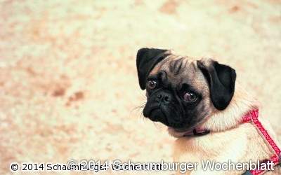 Hunde halten wird 2015 teurer
