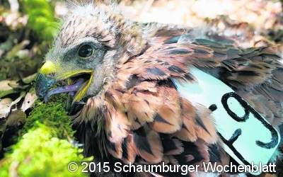 Suche nach markierten Vögeln