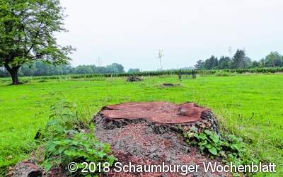 Kahlschlag im Volkspark