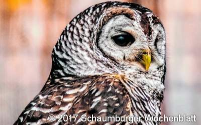 Die Tiere der Nacht erforschen