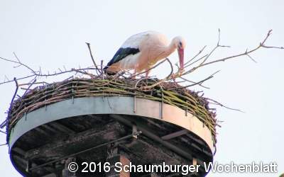 Kleine Rauferei ums Nest