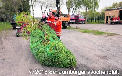 Maibaum-Birke ist 19 Meter lang