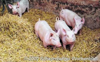 Sauenhalter appellieren an Solidarität