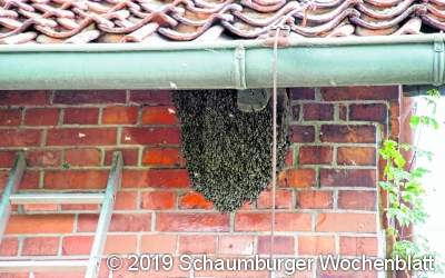 Ein summendes Naturschauspiel
vor der eigenen Haustür erleben