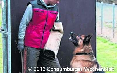 Schäferhunde geprüft