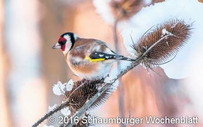 Die drei goldene Regeln zum richtigen Füttern der Vögel im Winter