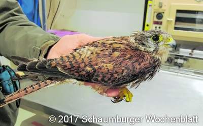 Verletzter Turmfalke gerettet