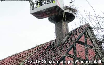 Störche können einfliegen