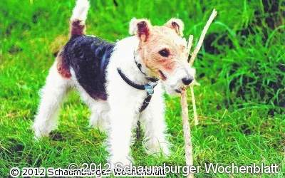 Dogge verbeißt sich in einen Terrier