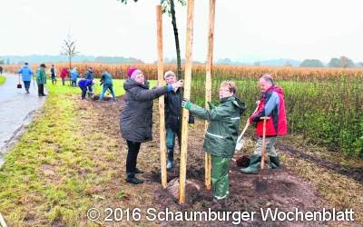 ﻿Ortsrat pflanzt wieder Bäume