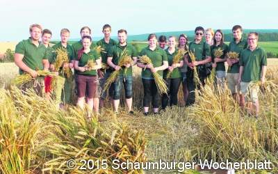 Für die Erntekrone ist der Weizen geschnitten