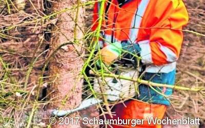 Mit der Säge für mehr Licht gesorgt