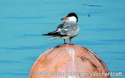 Tolle Flugshows von Flusssee-Schwalbe und Co.
