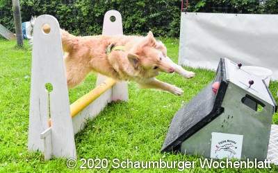 Endlich wieder rasanter Hundesport auf dem Platz