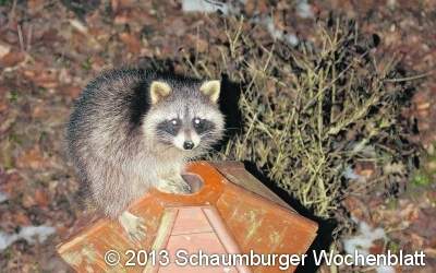 Eindringling zeigt keinerlei Scheu