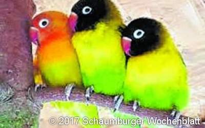 Vögel aus allen Teilen der Welt