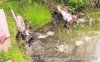 Vom Seebad Vogelstrand ans Steinhuder Meer