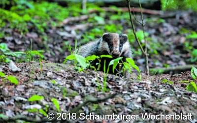 Gestatten, Meister Grimbart
