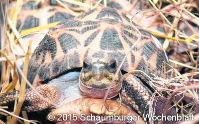 Spinnenschildkröten beschlagnahmt
