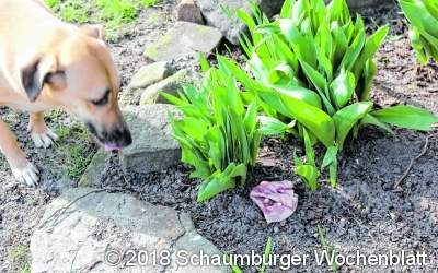 Tierschützer warnen vor Giftködern im gesamten Raum rund um Bückeburg