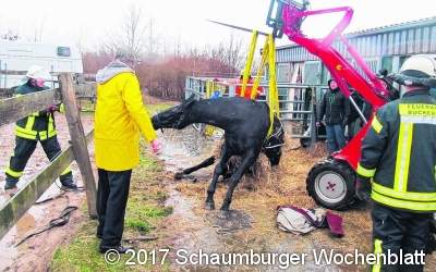Festsitzendem Pferd auf die Beine geholfen