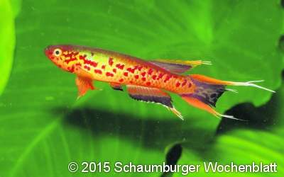 Rund um den Fisch