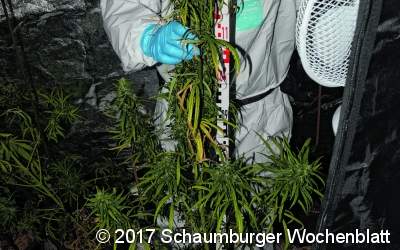Marihuana-Plantage beschlagnahmt