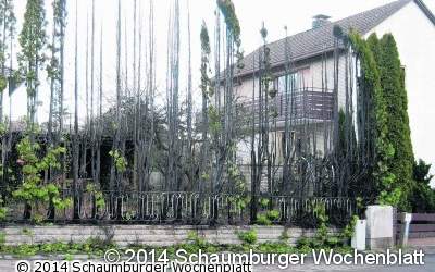 Eine Hecke brennt in Pohle