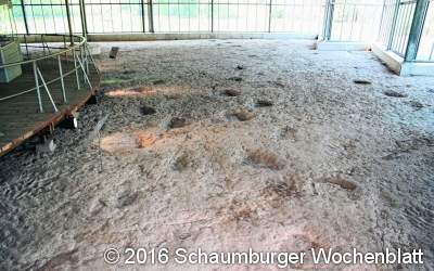 Auf der Spur der Dinosaurierfährten