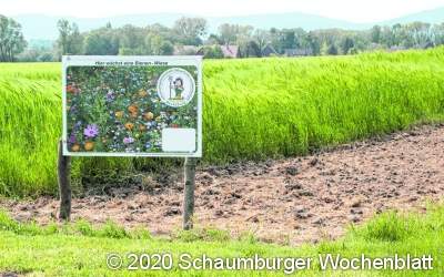 Blühende Wiesen zur Freude von Insekten und Spaziergängern