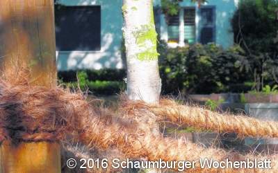 Der Baum – fest verankert im eigenen Garten