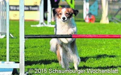 Sport  für Hunde